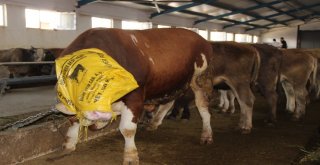 Erzurumda Araba Fiyatına Kurbanlık