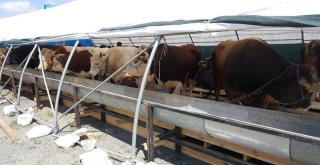 İstanbula Gelen Kurbanlıkların Satışı Başladı