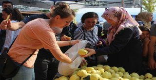 Bu Festivalde En Güzel Ayvalar Yarıştı