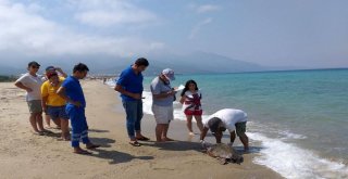 Güzelçamlı Sahilinde Ölü Caretta Caretta Bulundu