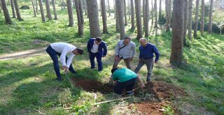 Atatürk Köşkü Ormanını ‘12 Dişliden Kurtarmak İçin Hareket Geçtiler