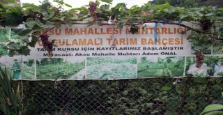 Muhtardan Örnek Bahçe