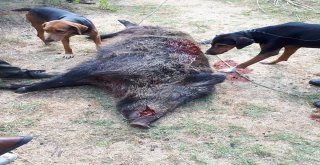 Köylülerin Kabusu Olan Yaban Domuzu 45 Gün Sonra Etkisiz Hale Getirildi