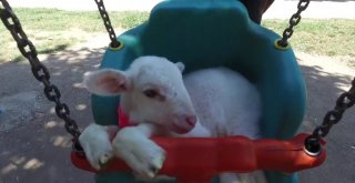 (Özel Haber) Kuzu Değil Sanki Sultan