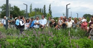 Balıkesir Aromatik Bitki Üretim Ve Eğitim Merkezi Oldu