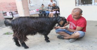 Pazardan Aldığı Keçi Çocuğu Gibi Oldu