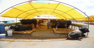 Kurbanların Gelmesiyle Hazırlıklar Tamamlandı