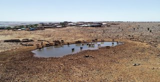 Susuzluktan 40 Bine Yakın Hayvanla Göç Ettiler