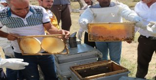 Siirtte Yılın İlk Balı Toplandı