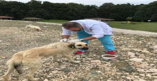 Sahipsiz Köpeklere Parazit Bakımı