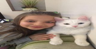 Minik Zeynep, Kaybolan Kedisini Her Yerde Arıyor