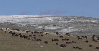 Ardahana Yılın İlk Karı Düştü