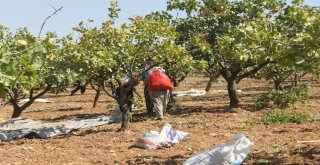Siirtte Fıstık Hasadı Sürüyor
