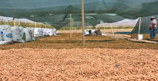 Adıyamanda Badem Üreticileri Hasattan Memnun