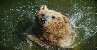 Sıcaktan Bunalan Ayıların Buzlu Meyve Keyfi