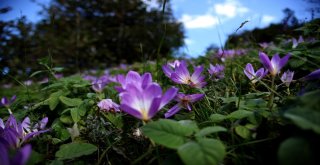 Doğal Meteoroloji Sistemi ‘Vargit Çiçekleri Yaylaları Süslüyor