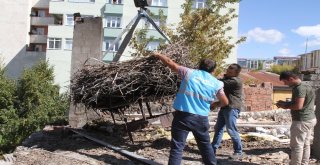 Sağlık Merkezindeki 54 Yıllık Leylek Yuvası Vinçle Taşındı