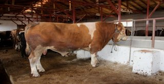 15 Temmuz Doğumlu Dev Boğayı Alana, Yanında 3 Boğa Hediye