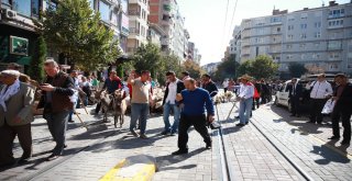Şehrin Ortasındaki Koyunlar Görenleri Şaşkına Çevirdi