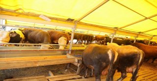 Eyüpsultan, Kurban Bayramına Hazır