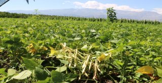 Erzincanda Tarla Günü Düzenlendi