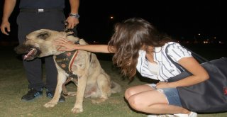 Aracın Arkasına Bağlayıp Sürüklenen Köpek Turizm Zabıtası Oldu