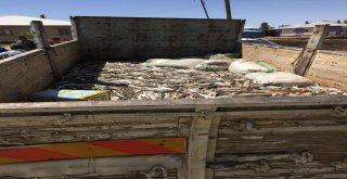 Vanda 250 Kilogram Kaçak Avlanmış İnci Kefali Balığı Ele Geçirildi