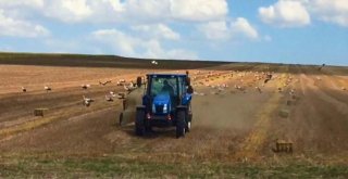 (Özel) Leylekler Buğday Tarlalarına Akın Etti