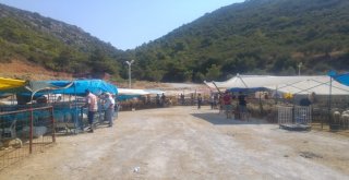 Kuşadasında Kurbanlıklar Elde Kaldı