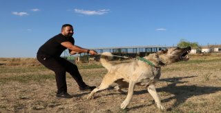 Dünya Kangalı Kabul Etti