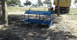 Başkan Akgün: Hiçbir Sokak Hayvanı Aç Ve Susuz Kalmayacak