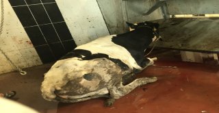 Esenyurtta Rueff Tekniğiyle Kurban Kesilecek