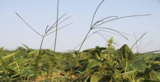 (Özel) Karı Koca Birlikte Şifa Ekiyor