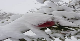Kahramanmaraşta Kar Elma Üreticisini Hazırlıksız Yakaladı