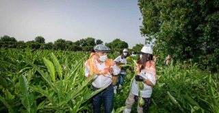 Çiftçiler Günü’nde Başkan Soyer sırtında küfeyle enginar hasadına katıldı