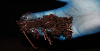 Solucan Gübresi İle Üretimde Yüzde 30 Artış Sağladı