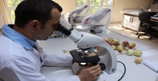 Bu Yaza Damgasını Vuran Soğan Tam Bir Şifa Deposu