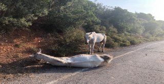 (Özel) Büyükadada Yaralı Halde Can Çekişen At Yürekleri Sızlattı