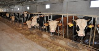 Gümüşhanede Büyükbaş Hayvan Sayısı Son 20 Yılın Zirvesinde