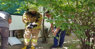 (Özel) Gittikleri Hastanede Kedi Sahiplendiler