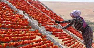 Aşırı Sıcaklıklar Bir Tek Onlara Yaradı