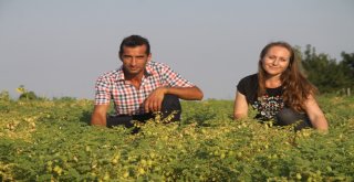 (Özel) İlk Kez Ekildi, Asker, Öğrenci Ve Mahkumları Doyuracak