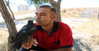 Bu Halk Otobüsünün Muavini Güvercin