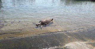 Kaşta Ölü Halde Caretta Caretta Bulundu