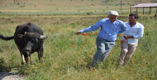 Muşta Damızlık Manda Dağıtımı