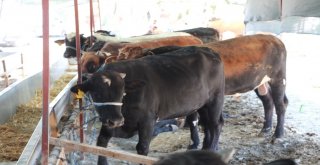 Manavgatta Kurban Pazarı Açıldı