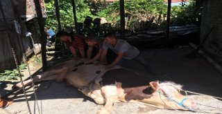 400 Kiloluk Kurbanlık Danayı Böyle Yıktılar