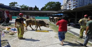 Kurbanlık Hayvan 5 Metrelik Çukura Düştü