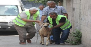 Sürpriz Kurbanlık Gözyaşlarına Boğdu