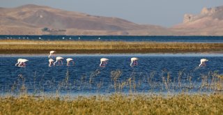 Vanda Doğunun Kanatları Erçek Gölü 8. Flamingo Festivali